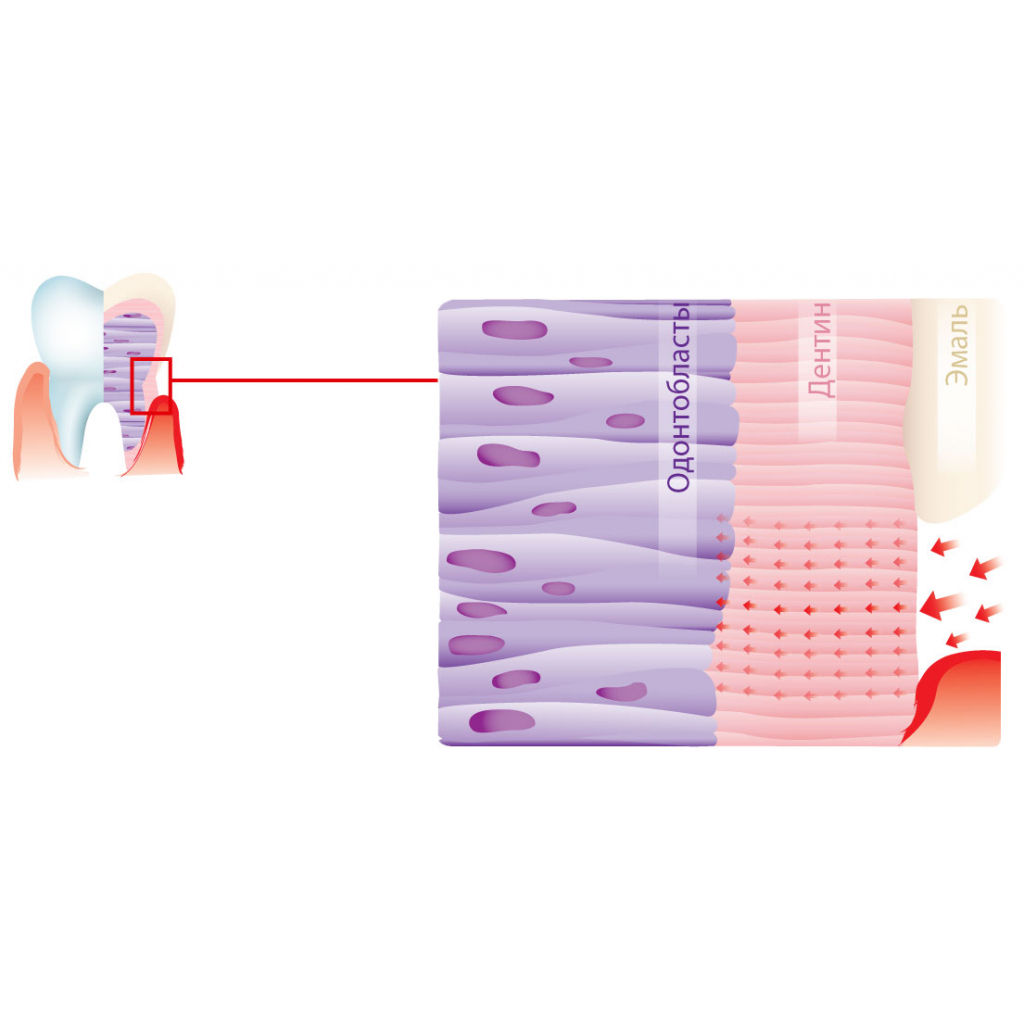 Зубна паста Dr. Wild Emofluor Daily Care зі стабілізованим фторидом олова 75 мл (7611841701686) зображення 2
