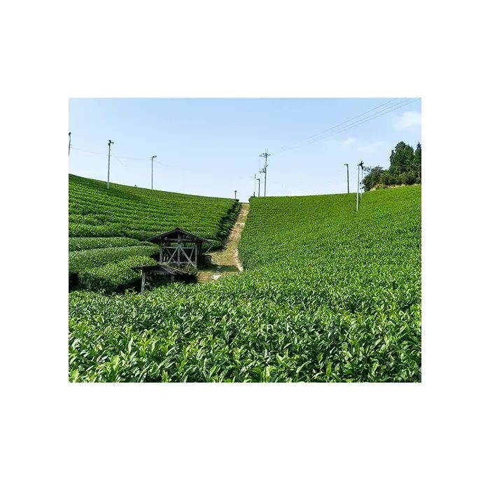 Маска для лица Lululun Premium Face Mask Зеленый чай из Киото 7 шт (4582305065855) изображение 4