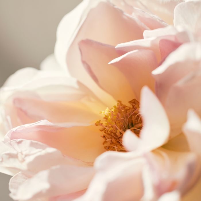 Парфюмированная вода Chloe L'Eau de Parfum Lumineuse 50 мл (3616303475420) изображение 4