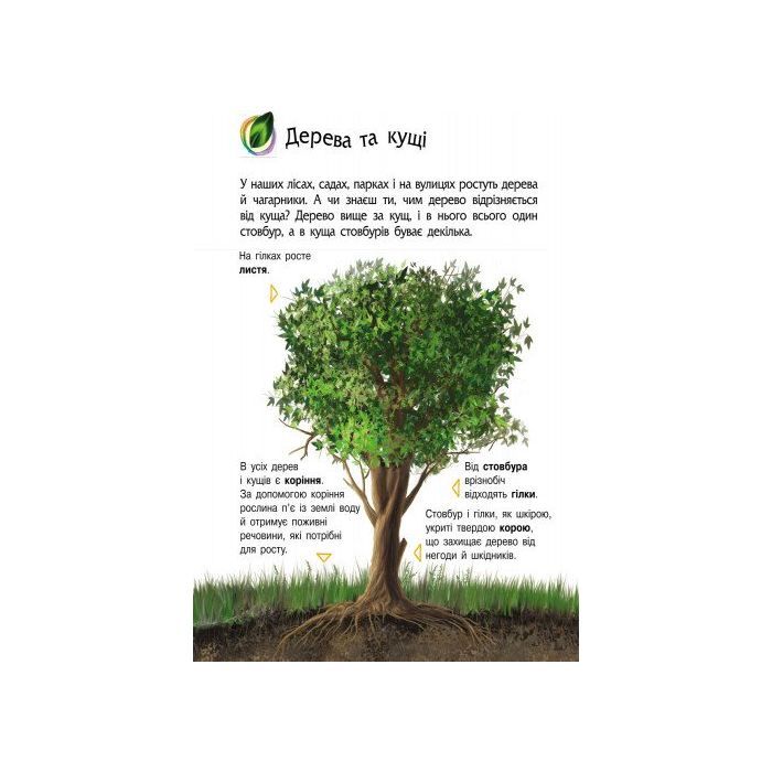 Книга Природа. Енциклопедія дошкільника - Юлія Каспарова Ранок (9786170928313) изображение 5