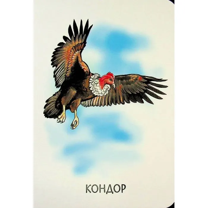 Книга 22 картинки. Прогулянка зоопарком Ранок (9786178773830) зображення 12