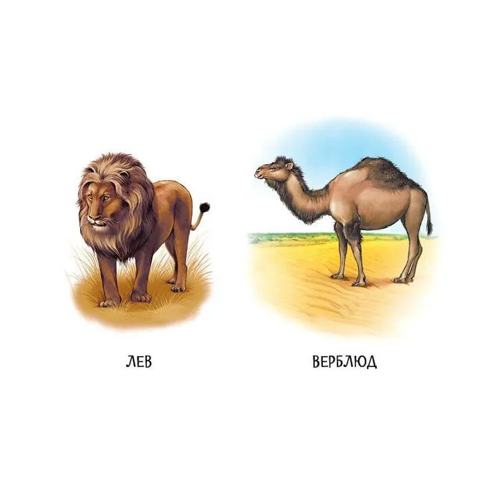 Книга 22 картинки. Прогулянка зоопарком Ранок (9786178773830) изображение 4