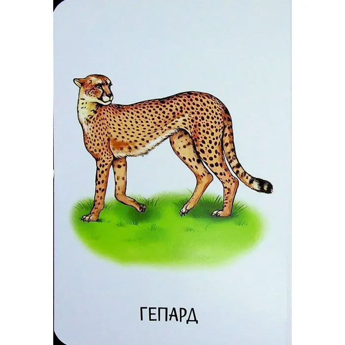 Книга 22 картинки. Прогулянка зоопарком Ранок (9786178773830) зображення 7