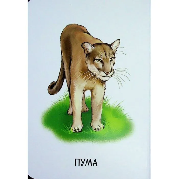 Книга 22 картинки. Прогулянка зоопарком Ранок (9786178773830) зображення 9