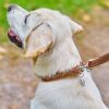 Ошейник для животных WAUDOG Soft с QR паспортом металлические украшения S коричневый (7197) изображение 5