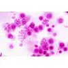Набор микропрепаратов Bresser Histology 30 шт (5985000) (931505) изображение 2