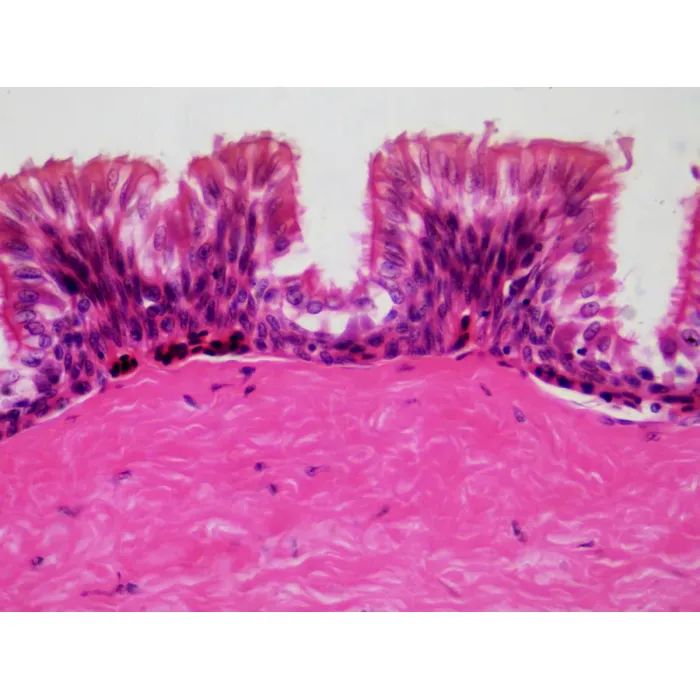 Набор микропрепаратов Bresser Histology 30 шт (5985000) (931505) изображение 4