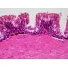 Набор микропрепаратов Bresser Histology 30 шт (5985000) (931505) изображение 4