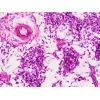 Набор микропрепаратов Bresser Histology 30 шт (5985000) (931505) изображение 5