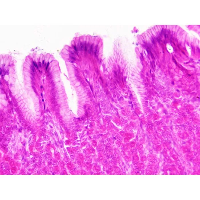 Набор микропрепаратов Bresser Histology 30 шт (5985000) (931505) изображение 6