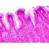 Набор микропрепаратов Bresser Histology 30 шт (5985000) (931505) изображение 6