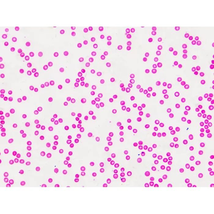 Набор микропрепаратов Bresser Histology 30 шт (5985000) (931505) изображение 7