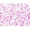 Набор микропрепаратов Bresser Histology 30 шт (5985000) (931505) изображение 7