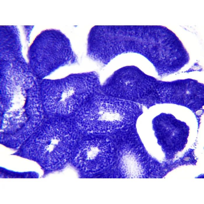 Набор микропрепаратов Bresser Histology 30 шт (5985000) (931505) изображение 8