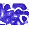 Набор микропрепаратов Bresser Histology 30 шт (5985000) (931505) изображение 8