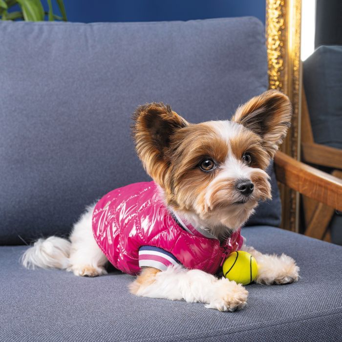 Бомбер для тварин Pet Fashion Grace XS (4823082430147) зображення 4