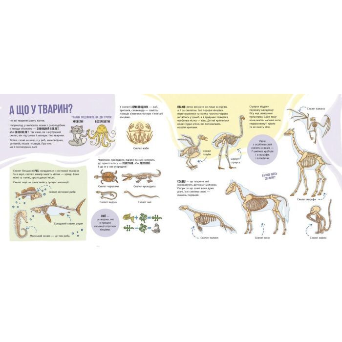 Книга Скелети і кістки. Енциклопедія з віконцями - Ганна Булгакова Ранок (9786170974938) изображение 3