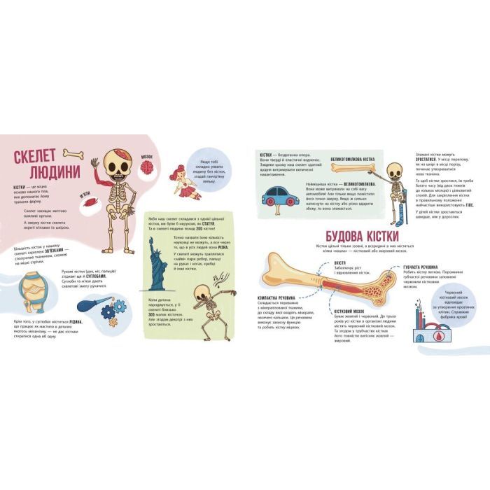 Книга Скелети і кістки. Енциклопедія з віконцями - Ганна Булгакова Ранок (9786170974938) изображение 5