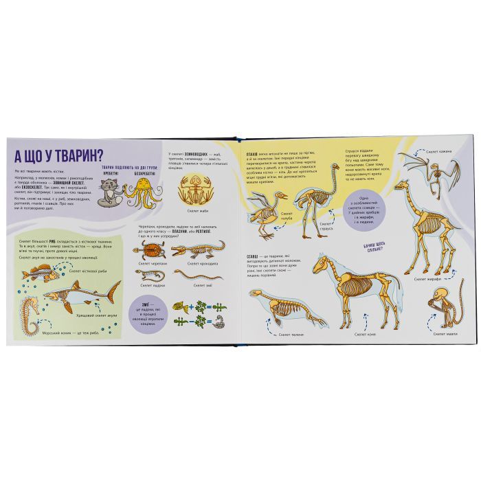 Книга Скелети і кістки. Енциклопедія з віконцями - Ганна Булгакова Ранок (9786170974938) зображення 5