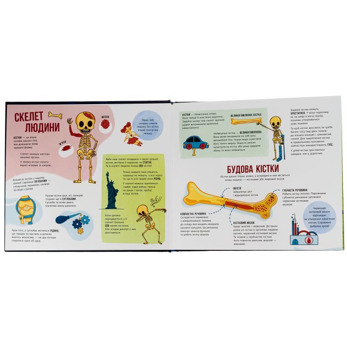 Книга Скелети і кістки. Енциклопедія з віконцями - Ганна Булгакова Ранок (9786170974938) зображення 6