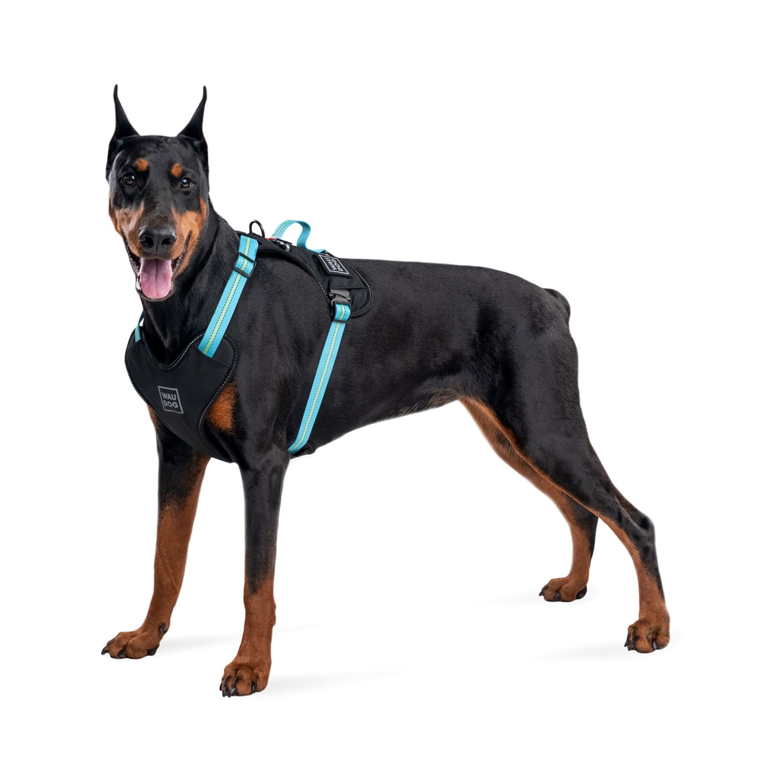 Шлей для собак WAUDOG Nylon безопасна с QR паспортом XL голубая (52512) изображение 3