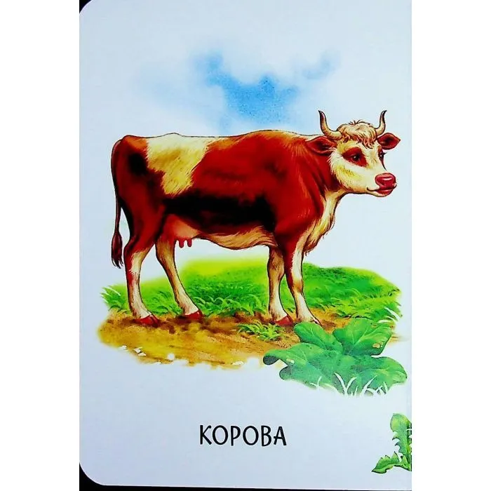 Книга Хто живе у будиночку Ранок (9786178773809) зображення 10