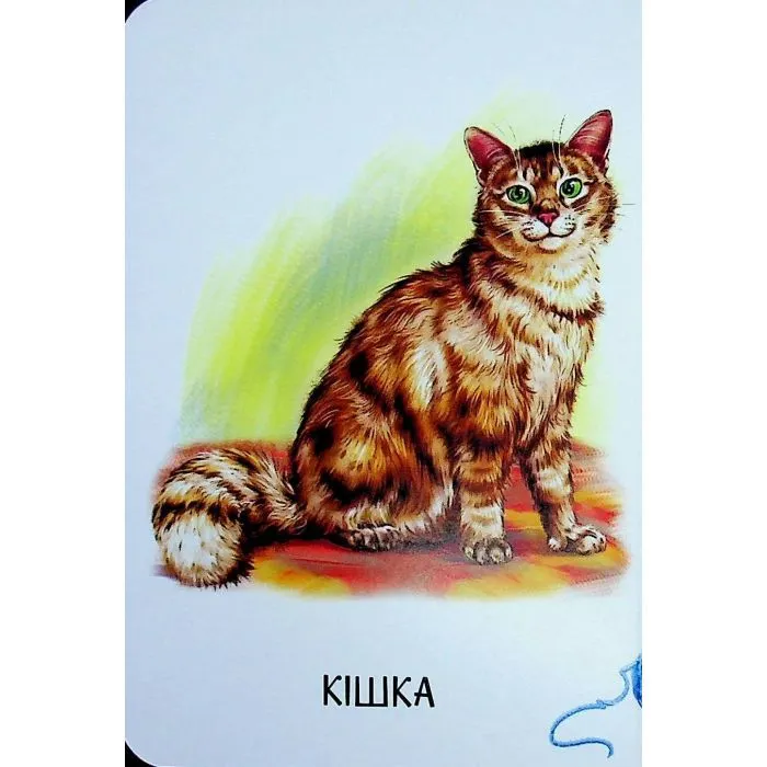 Книга Хто живе у будиночку Ранок (9786178773809) зображення 12