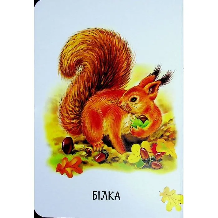 Книга Хто живе у будиночку Ранок (9786178773809) зображення 4
