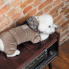 Костюм для животных Pet Fashion Soft S коричневый (4823082427895) изображение 6