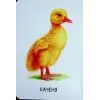Книга 22 картинки. Свійські тварини Ранок (9786178773823) зображення 10