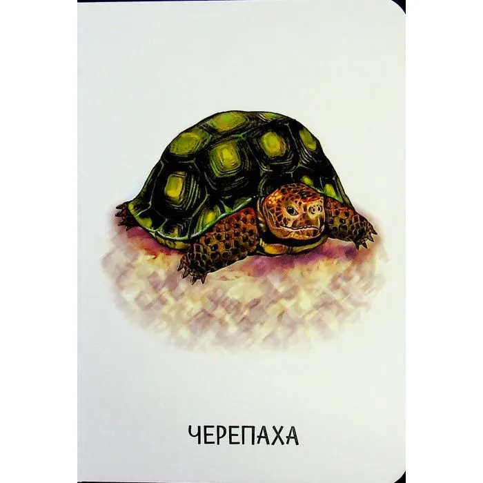 Книга 22 картинки. Свійські тварини Ранок (9786178773823) зображення 11