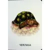 Книга 22 картинки. Свійські тварини Ранок (9786178773823) зображення 11