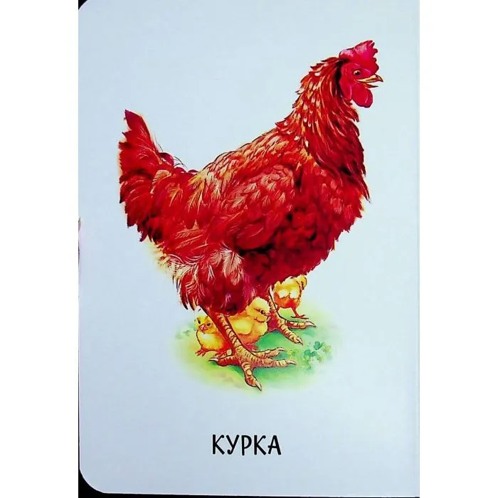 Книга 22 картинки. Свійські тварини Ранок (9786178773823) зображення 12