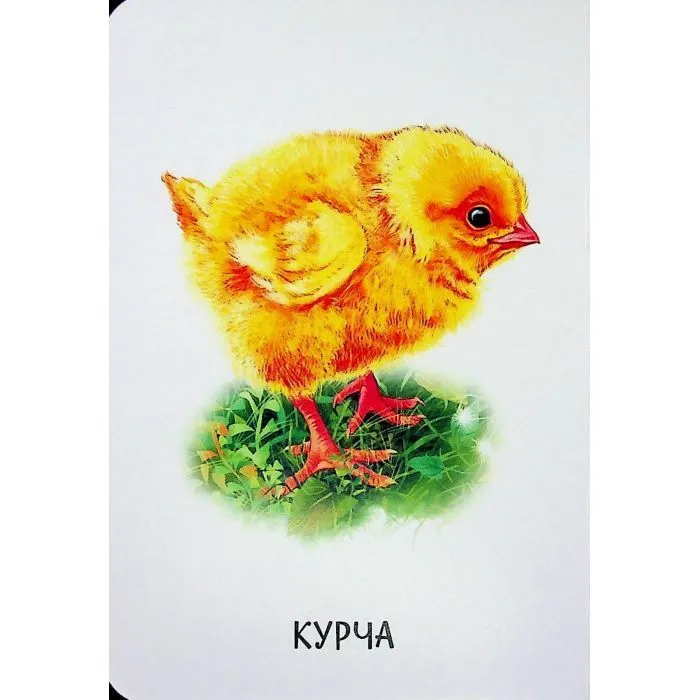 Книга 22 картинки. Свійські тварини Ранок (9786178773823) зображення 4