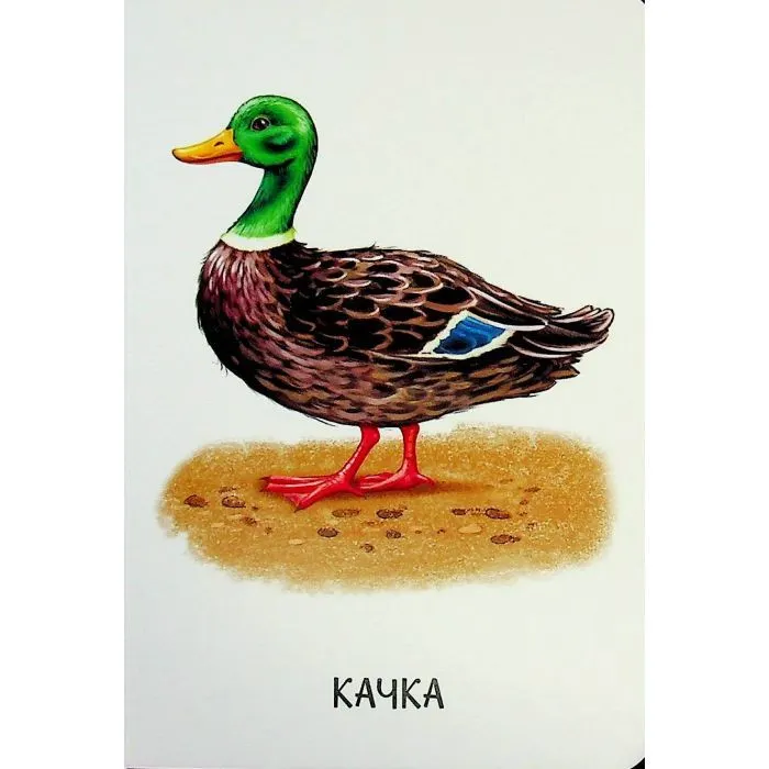 Книга 22 картинки. Свійські тварини Ранок (9786178773823) зображення 7