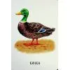 Книга 22 картинки. Свійські тварини Ранок (9786178773823) зображення 7