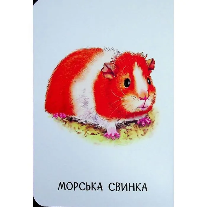 Книга 22 картинки. Свійські тварини Ранок (9786178773823) зображення 8