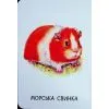 Книга 22 картинки. Свійські тварини Ранок (9786178773823) зображення 8