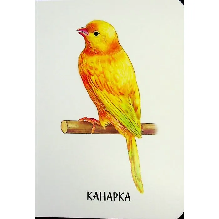 Книга 22 картинки. Свійські тварини Ранок (9786178773823) зображення 9