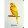 Книга 22 картинки. Свійські тварини Ранок (9786178773823) зображення 9