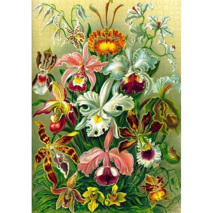Пазл GoodLoot Imagination: Orchid Ernst Haeckel 1000 эл. (5908305247531) изображение 5