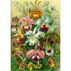 Пазл GoodLoot Imagination: Orchid Ernst Haeckel 1000 эл. (5908305247531) изображение 5