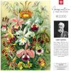 Пазл GoodLoot Imagination: Orchid Ernst Haeckel 1000 эл. (5908305247531) изображение 6