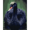 Картина по номерам Santi Черный лебедь, 40*50см на подрамнике,алмазная (954525)