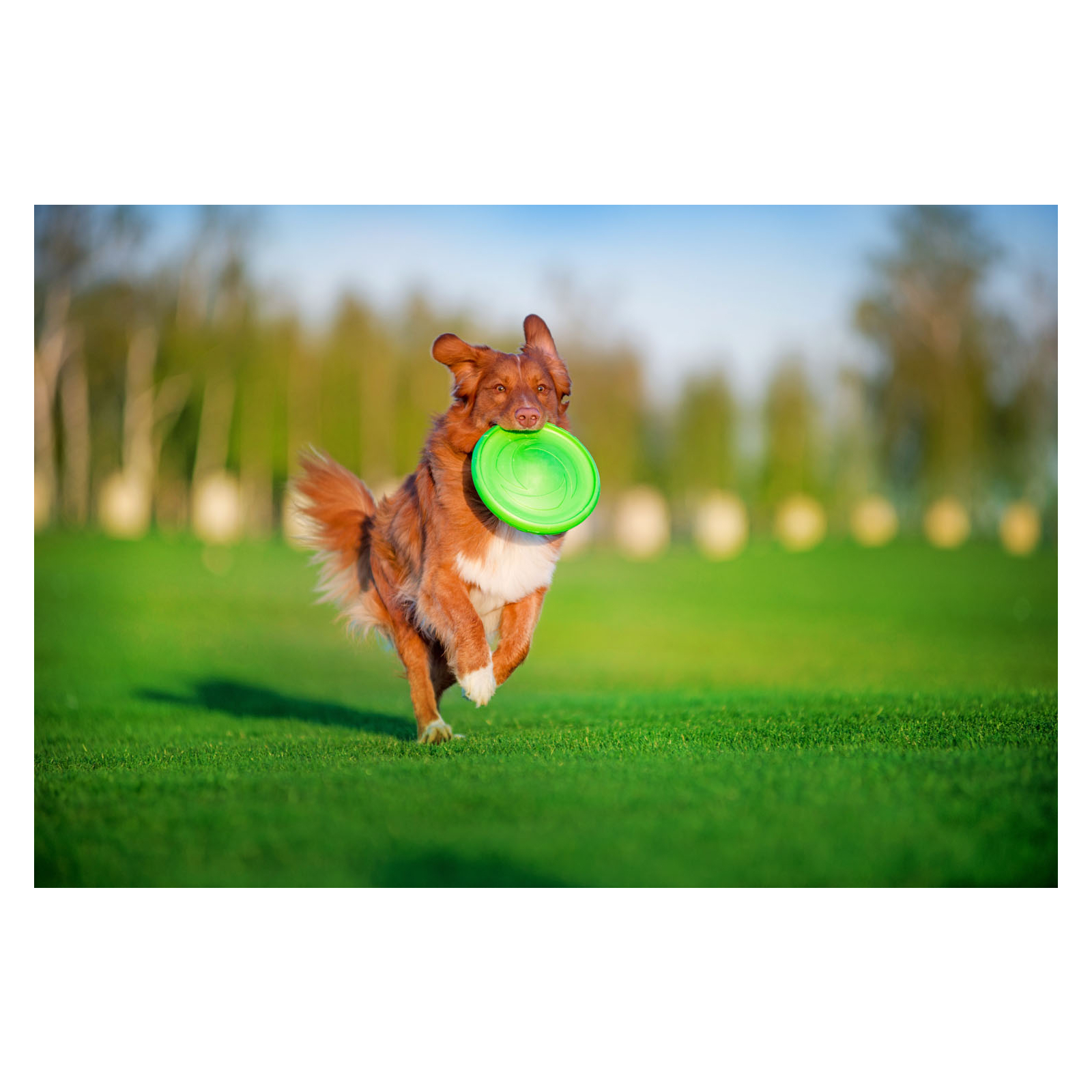 Игрушка для собак Flyber Летающая тарелка Flyber 22 см салатовая (62175) изображение 15