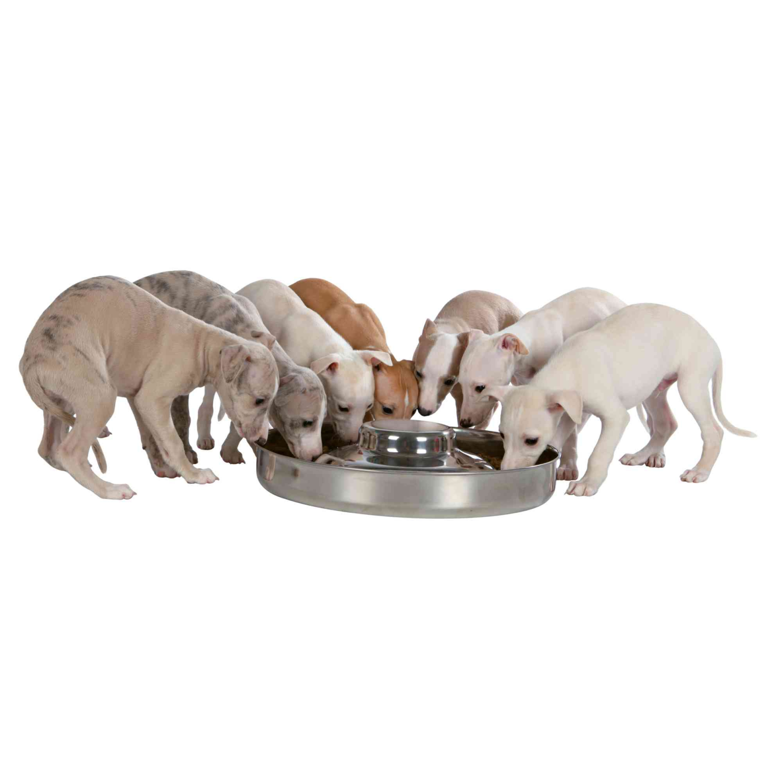 Посуда для собак Trixie Миска металлическая для щенков 4 л/38 см (4011905252827) изображение 2