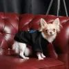 Толстовка для тварин Pet Fashion Ukraine XS2 (4823082431236) зображення 3