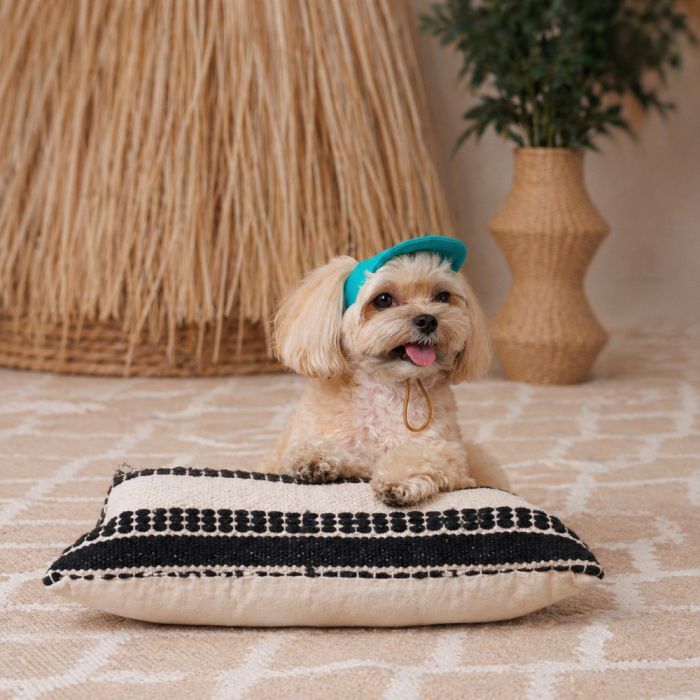 Кепка для животных Pet Fashion Topaz L (4823082445981) изображение 6