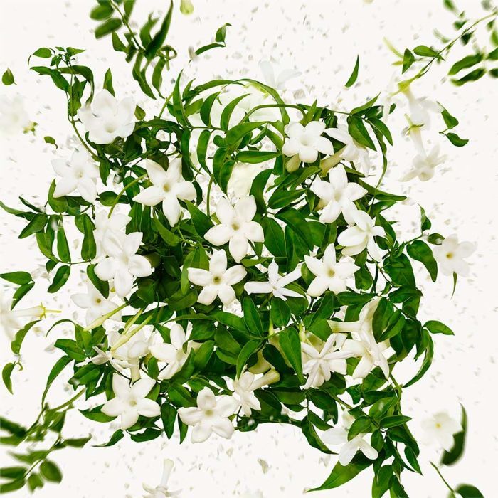 Парфюмированная вода Gucci Flora Gorgeous Jasmine 50 мл (3616302968534) изображение 4