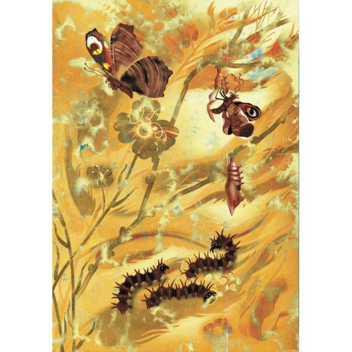 Книга Метелики перетворюються - Галина Вдовиченко Видавництво Старого Лева (9789664481349) изображение 10